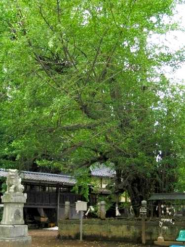 公孫樹（大イチョウ）野木神社 野木
