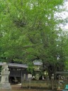 公孫樹（大イチョウ）野木神社 野木