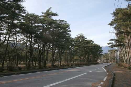 松林(背景は男体山) 所野 日光市