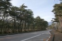 松林（背景は男体山） 所野 日光市