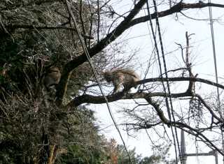 野生猿 所野 日光市