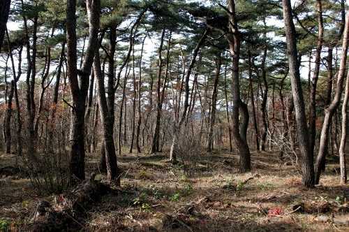 松林 広久保 日光市