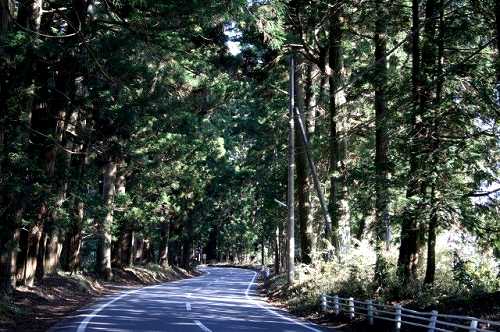 杉並木 会津西街道 倉ヶ崎新田 日光市