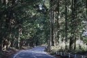 杉並木 会津西街道 倉ヶ崎新田 日光市