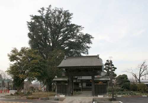 高性寺のカヤ 薄葉１３３６ 大田原市