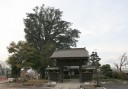 高性寺のカヤ 薄葉１３３６ 大田原市