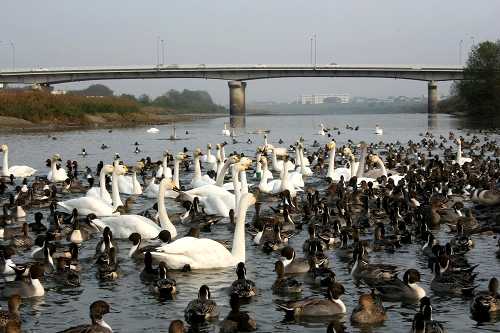 親水公園 文知摺橋・阿武隈川 福島市