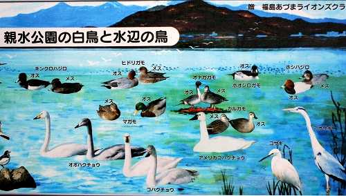 親水公園 文知摺橋・阿武隈川 福島市