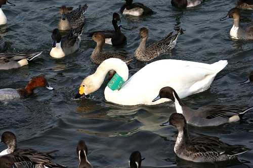 アンナ 親水公園 文知摺橋・阿武隈川 福島市