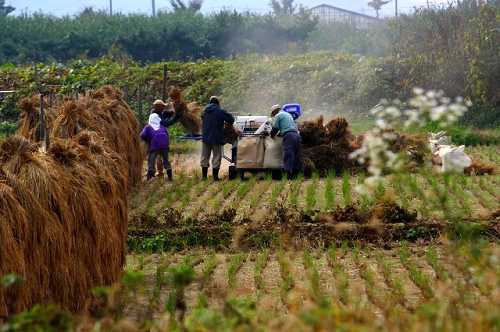 収穫 向瀬上 福島市