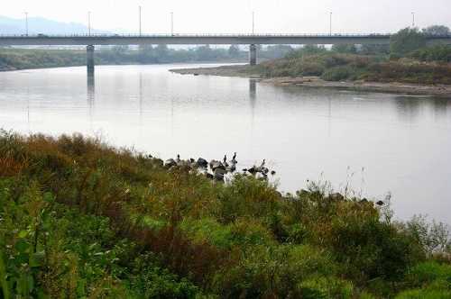 阿武隈川 月の輪大橋 カワウ 福島市