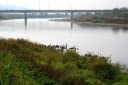阿武隈川 月の輪大橋 カワウ 福島市