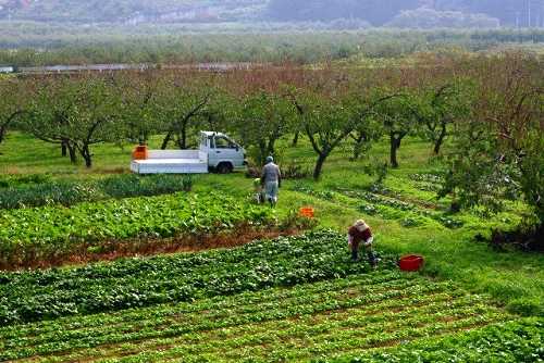 リンゴ園と野菜畑（瀬上の渡し記念碑裏の風景） 向瀬上 福島市