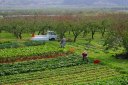 リンゴ園と野菜畑（瀬上の渡し記念碑裏の風景） 向瀬上 福島市