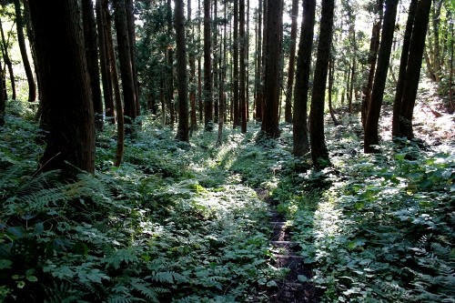 山刀伐峠古道 市野々 尾花沢市 山形県