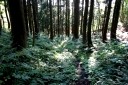 山刀伐峠古道 市野々 尾花沢市 山形県