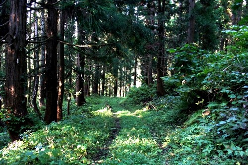 山刀伐峠古道 市野々 尾花沢市 山形県