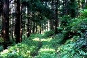 山刀伐峠古道 市野々 尾花沢市 山形県
