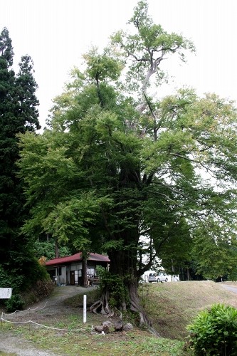 向川寺の大カツラ 横山 大石田町 北村山郡 山形県