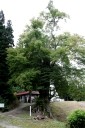 向川寺の大カツラ 横山 大石田町 北村山郡 山形県