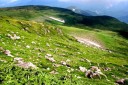 ８～９合目 月山 庄内町 東田川郡 山形県