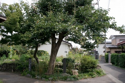 荘内柿原木 鳥居町 鶴岡市 山形県