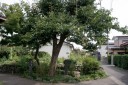 荘内柿原木 鳥居町 鶴岡市 山形県