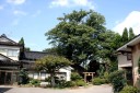 文下のケヤキ 文下 鶴岡市 山形県