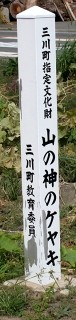 山の神のケヤキ 押切新田 三川町 東田川郡 山形県