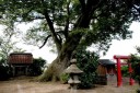 山の神のケヤキ 押切新田 三川町 東田川郡 山形県
