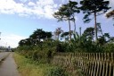 奥の細道 乙 胎内市 新潟県