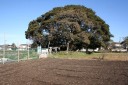 藤崎堀込貝塚 藤崎１丁目 習志野市 千葉県