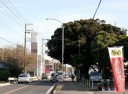 古木椎の木 天戸町 花見川区 千葉市 千葉県
