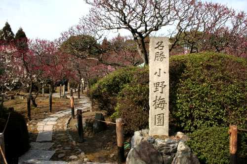 小野梅園 随心院 小野御霊町 山科区 京都市