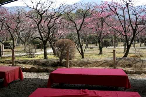 小野梅園 随心院 小野御霊町 山科区 京都市