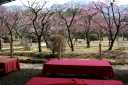 小野梅園 随心院 小野御霊町 山科区 京都市