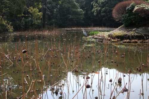 氷室池 勧修寺 山科区 京都市