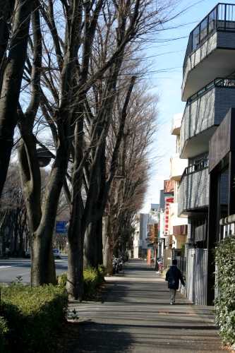 ケヤキ並木 青梅街道 関町東１丁目 練馬区 東京都