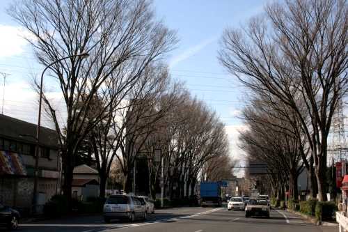 青梅街道ケヤキ並木 関町東１丁目 練馬区 東京都
