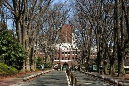 成蹊学園ケヤキ並木 北町３丁目 吉祥寺 武蔵野市 東京都