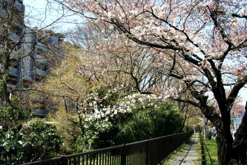 玉川上水堤 桜堤３丁目 武蔵野市 東京都