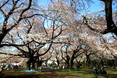 小金井公園 関野町2丁目 小金井市 東京都