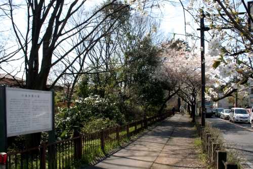 小金井堤の桜 桜町３丁目 小金井市 東京都