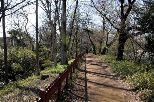 玉川上水北側堤 商大橋付近 学園西町１丁目 小平市 東京都