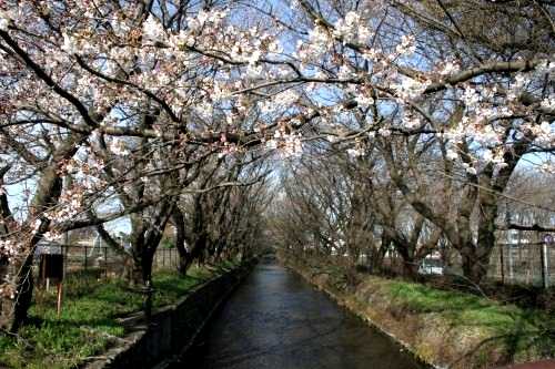 見影橋より玉川上水 上砂町４丁目 立川市 東京都