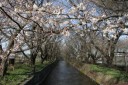 見影橋より玉川上水 上砂町４丁目 立川市 東京都