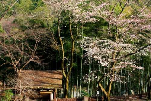 黒茶屋 旧檜原街道 小中野 五日市 あきる野市 東京都