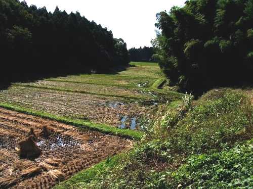 源氏ホタルの里 蟹沢 喜連川 栃木
