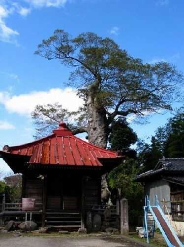佐久山のケヤキ 長宗寺所有 佐久山 栃木