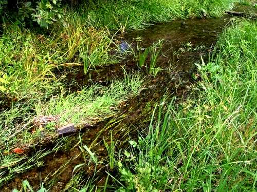 糸魚（イトヨ）生息地 （田谷川） 吉沢 大田原 栃木